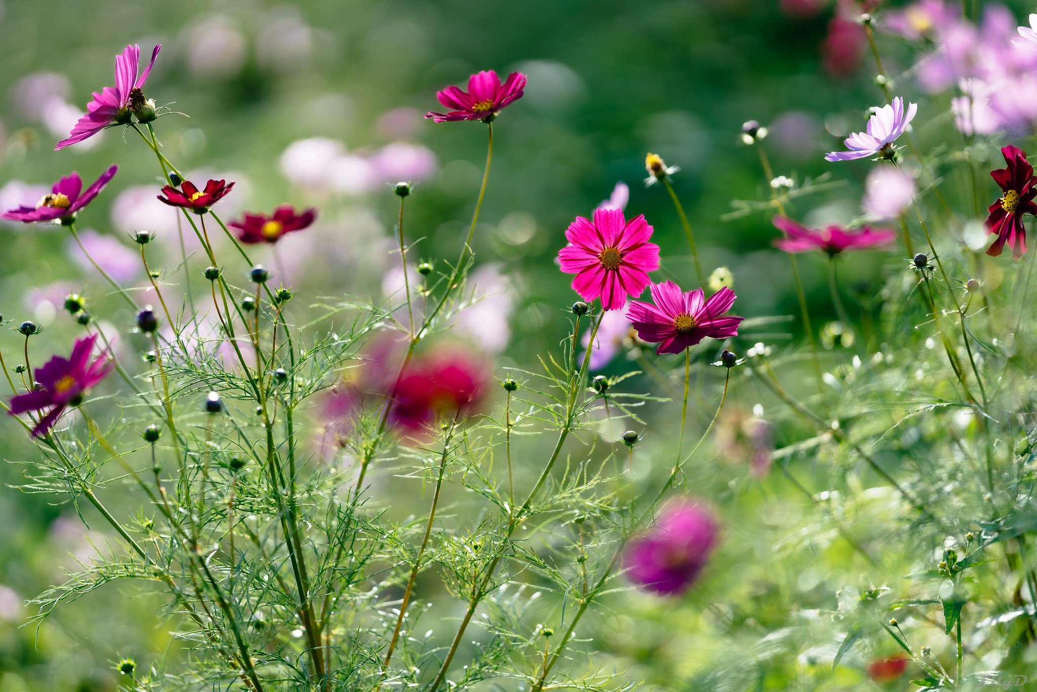 Ảnh thực tế từ sony fe 135mm f.8 GM 2 tiêu cự 135mm f/1.8 /2500 ISO 100